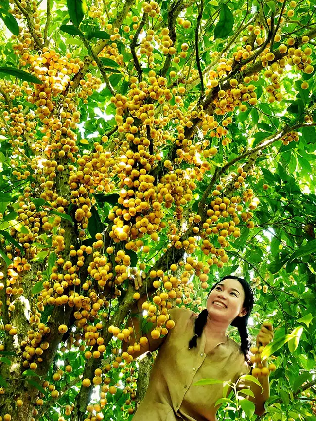 Top vườn trái cây ở Lái Thiêu